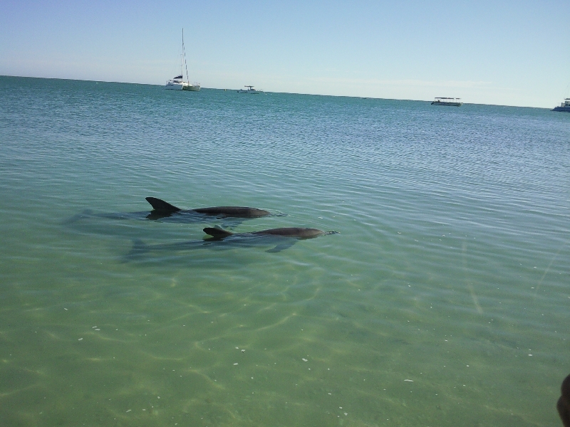 Feeding at Monkey Mia Dolphin Resort Australia Trip Sharing