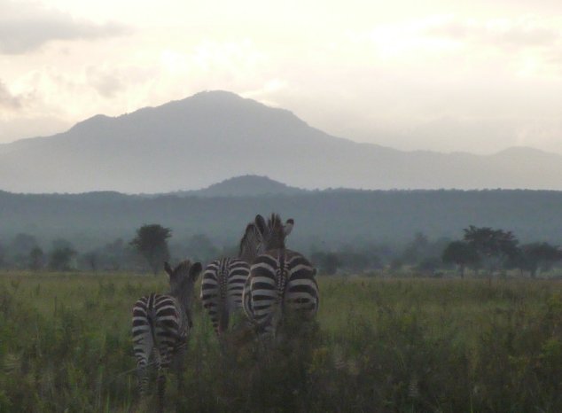 Mikumi National Park Safari Tanzania Review