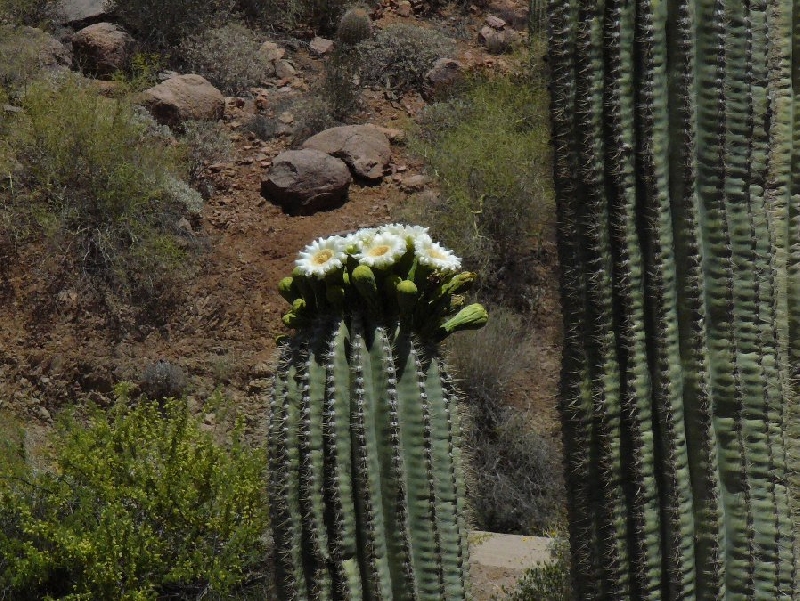 Photo Vacation in Phoenix Arizona 