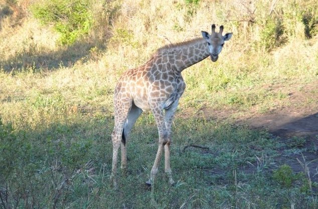 KwaZulu-Natal South Africa Safari Vacation Diary