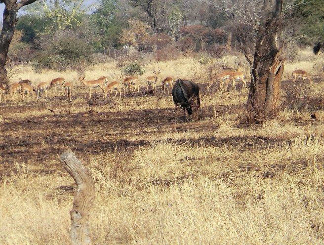 Kruger National Park South Africa Review Photo