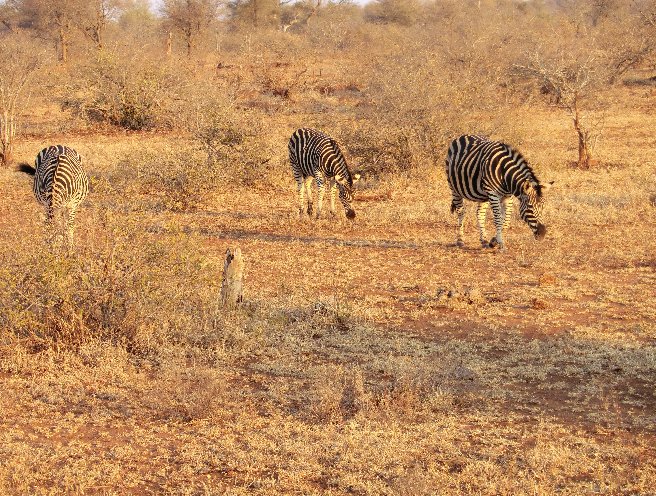 Kruger National Park South Africa Blog Adventure