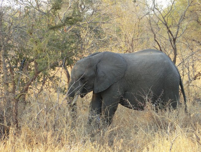 Kruger National Park South Africa Diary Adventure