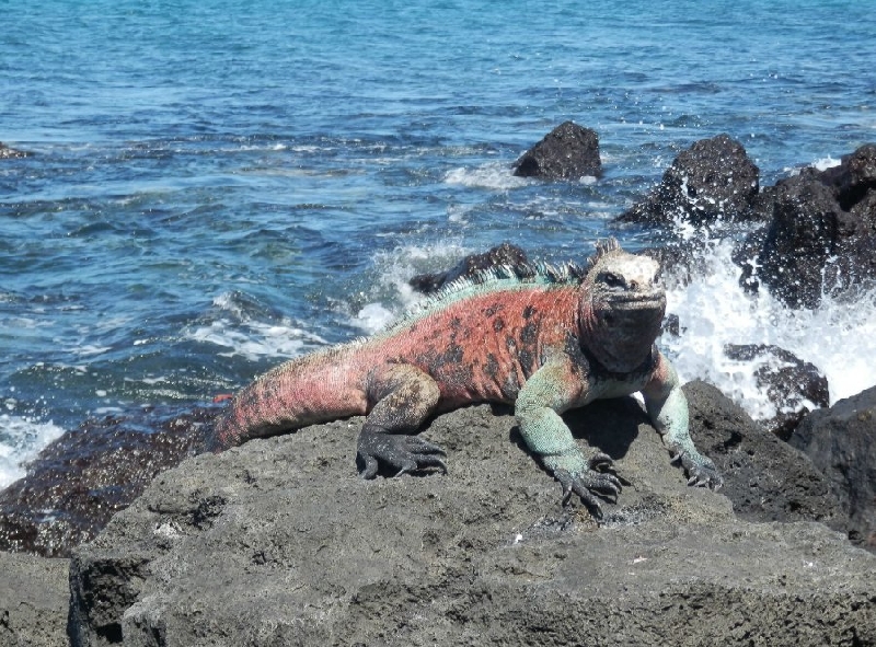 Galapagos Islands Ecuador Holiday Review