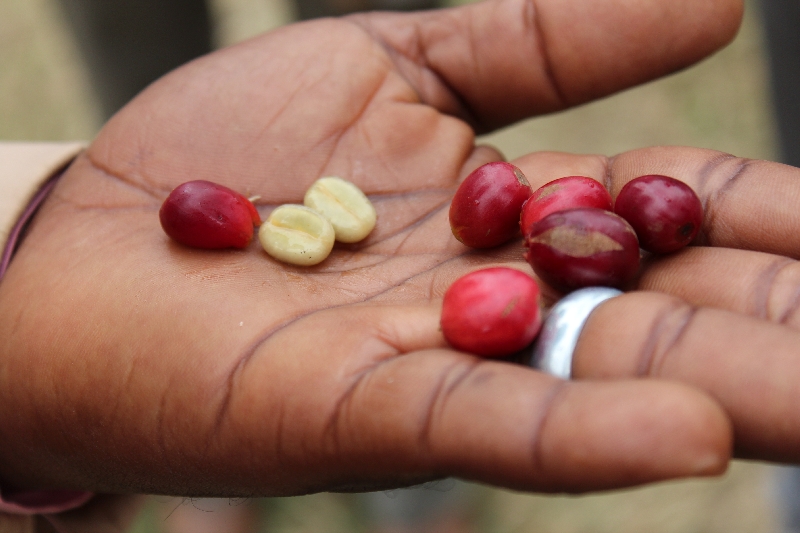 Peeled Coffee Beans before roasting, Tanzania