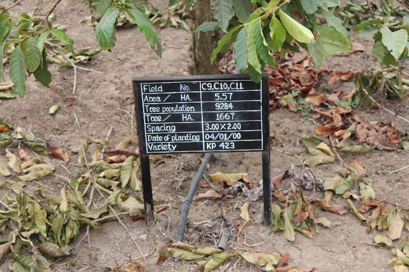 Coffee Plants in Arusha, Tanzania