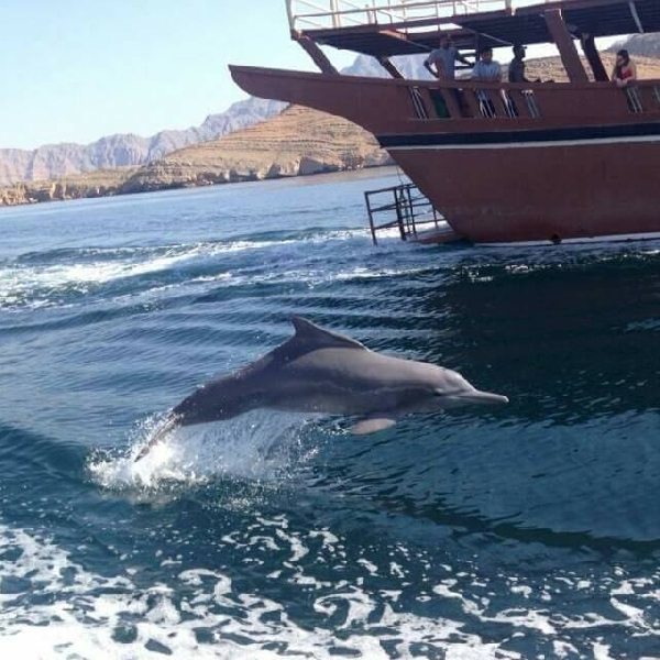 Dhow cruise with dolphin watch, Khasab Oman