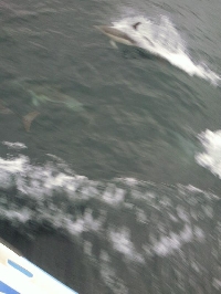 Dolphins on Cat Balou cruise