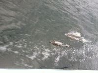 Dolphins in Eden