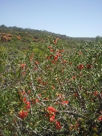 Wildflowers during spring in Kalbarri, Western Australia Blog