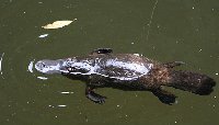 Platypus at Broken River, Eungella NP