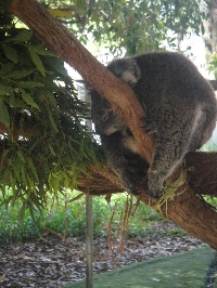 Koala at the Bonorong Wildlife Park