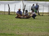 Argentinian cowboys catch a cow