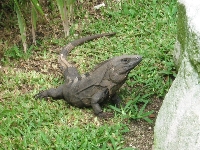 Perentie Monitor Lizard in Mexico