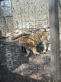 At the tiger cage