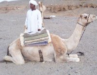 Camel ride tour in the Egyptian desert.