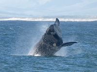 Whale watching at Hermanus!