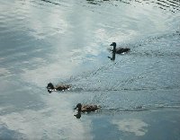 Baby swans swimming around in Nottingham.