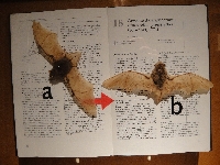 Dutch bats at the Natuurhistorisch Museum in Maastricht