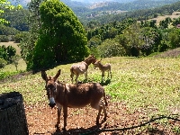 Spa Views Donkeys, Sassy, Tassy and Uri over looking the valley below