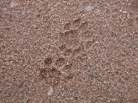 Lion footprints at Kafue National Park Wildlife Pictures, Zambia
