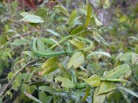 Green snake in the Sundarbans National Park