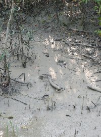 Mangrove forest of the Sundarbans National Park