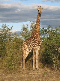 Pictures of a giraffe in the Mkhaya Game Reserve, Swaziland