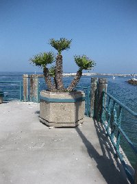 Redondo Beach Pier United States Travel Sharing