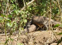 Komodo dragon habitat on Rinca island Indonesia Holiday Tips