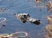 Everglades National Park Boat Tour United States Holiday Adventure