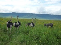 Tanzania Wildlife Safari Tarangire National Park Vacation Experience