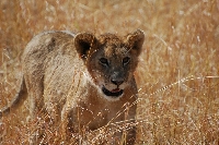Lion gazing in Masai mara