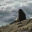 New Zealand fur seal