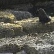 Resting on the Rocks