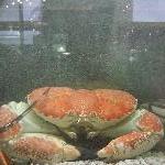 Melbourne Australia Giant Crab @ Casino
