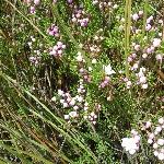 Wildflowers Cradle Mountain NP