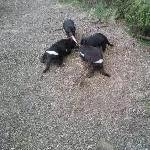 Tasmanian Devils fight over food