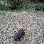 Tasmanian Devil at Cradle conservation park