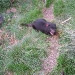 Tasmanian Devil being fed