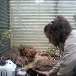 Tasmanian Devil feeding tour