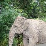 Cute elephants at the Beerwah Zoo