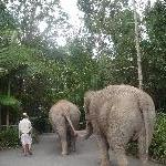 Elephants holding hands