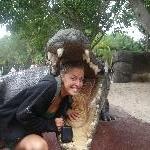 The jaws of a 16 m Croc!