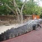 Reconstruction of the biggest crocodile ever!