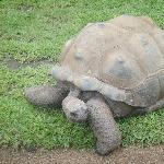 Gallapagos Giant Turle in Australia