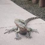 Lizards on walking paths in Beerwah