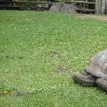 The giant turtles in Beerwah