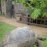 Turtle Garden in Beerwah