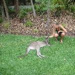 The Steve Irwin Australia Zoo in Beerwah, Queensland Travel Gallery